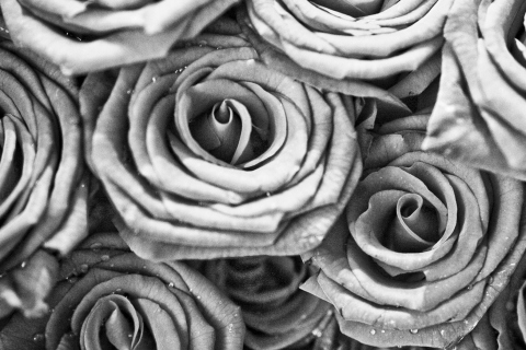 Das Roses Wallpaper 480x320