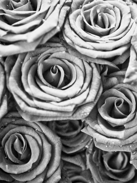 Roses wallpaper 480x640