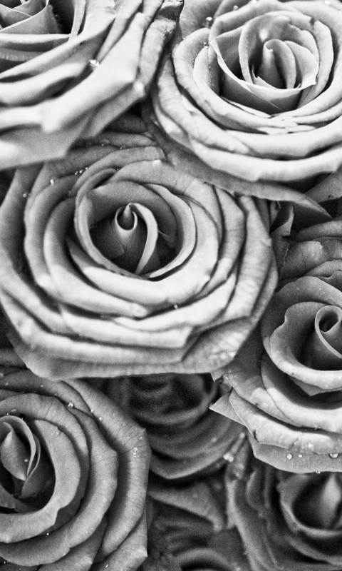 Fondo de pantalla Roses 480x800