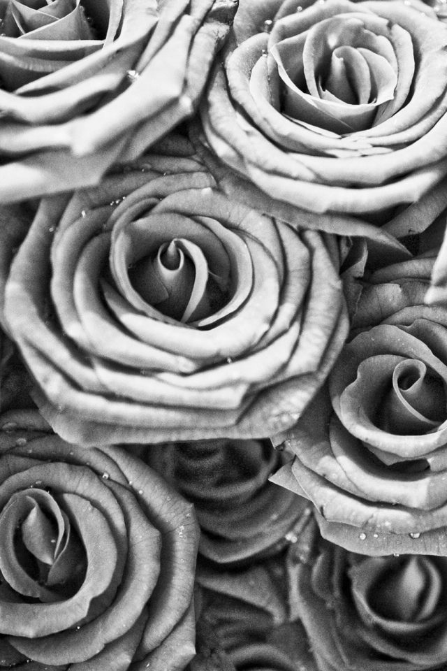 Das Roses Wallpaper 640x960