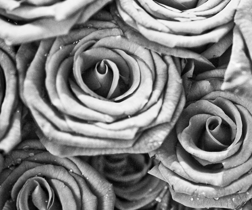 Roses screenshot #1 960x800