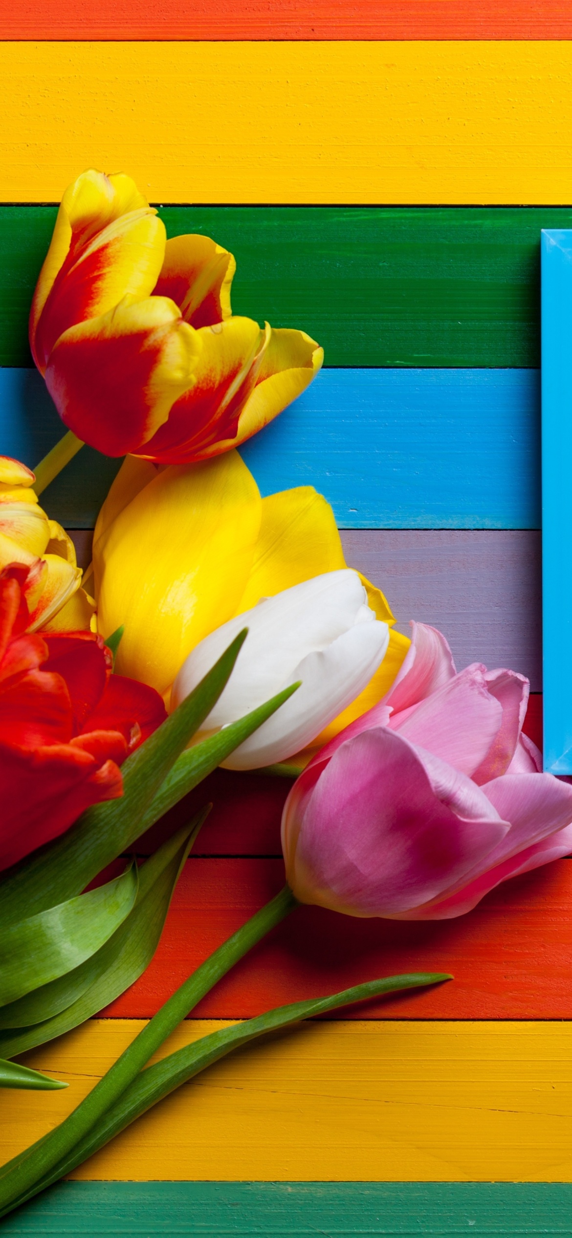 Colorful Tulips wallpaper 1170x2532