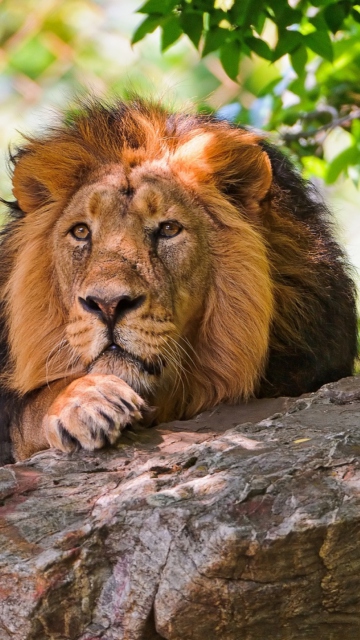 King Of Animals wallpaper 360x640