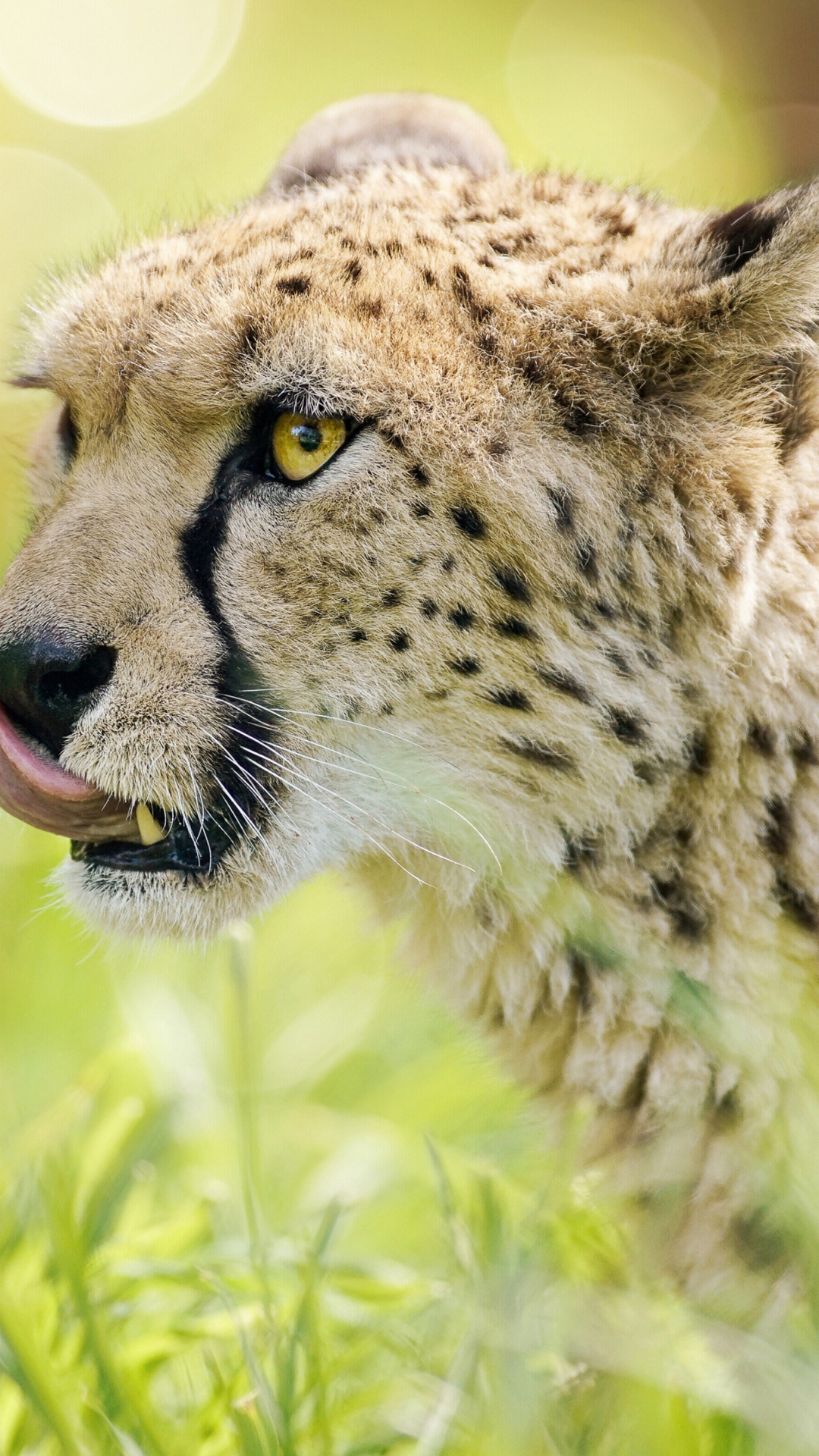 Обои Cheetah Feline in Lewa Downs National Park 1080x1920