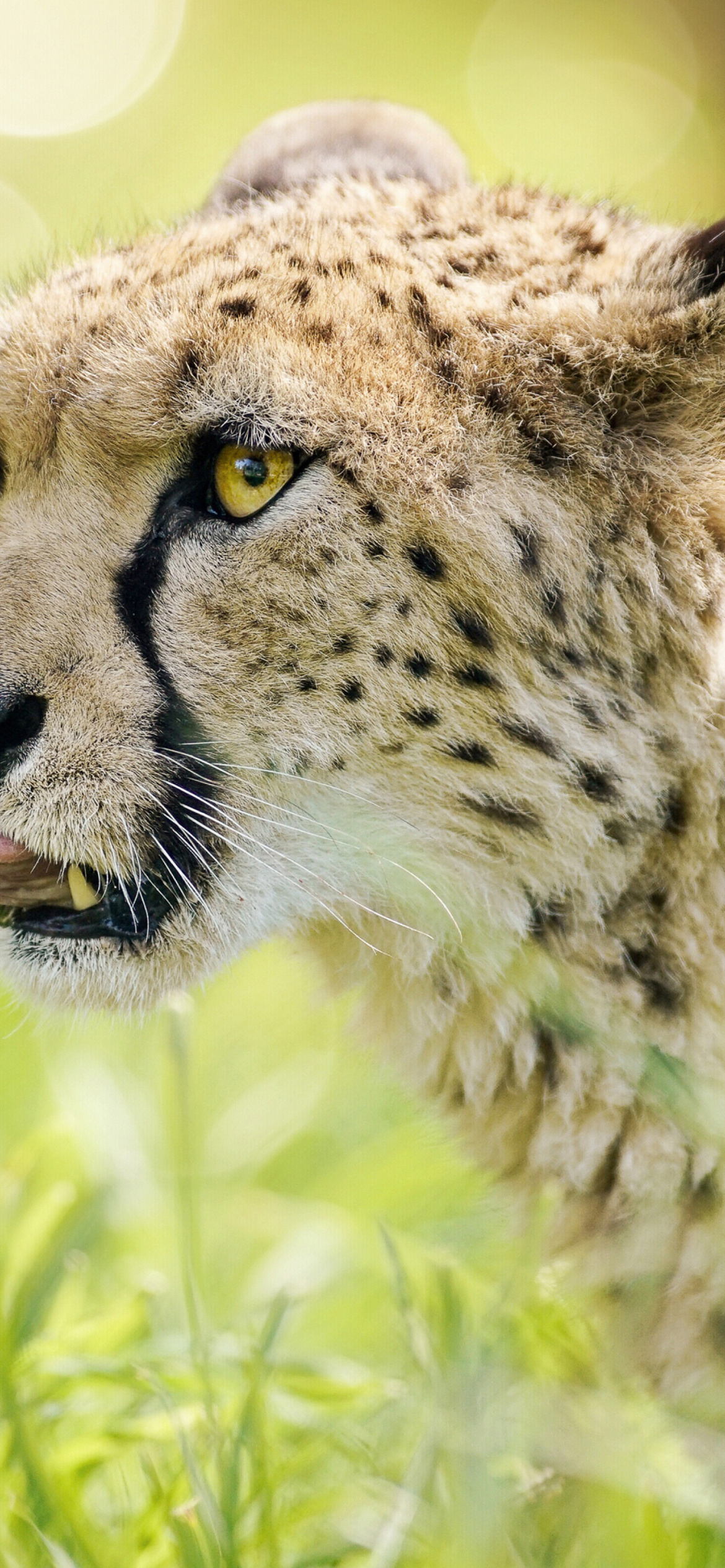 Cheetah Feline in Lewa Downs National Park wallpaper 1170x2532