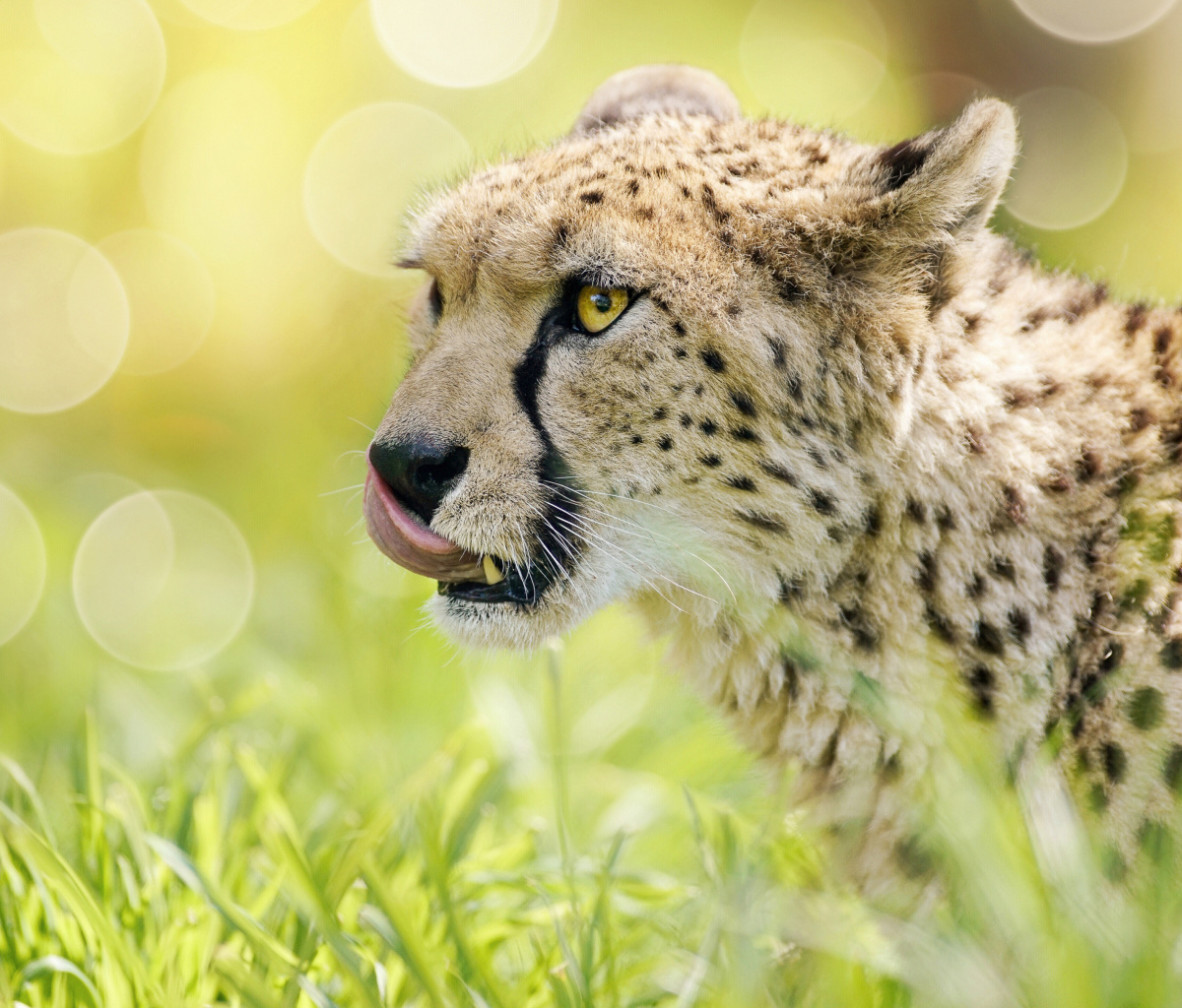 Sfondi Cheetah Feline in Lewa Downs National Park 1200x1024
