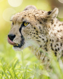 Das Cheetah Feline in Lewa Downs National Park Wallpaper 128x160