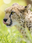 Fondo de pantalla Cheetah Feline in Lewa Downs National Park 132x176