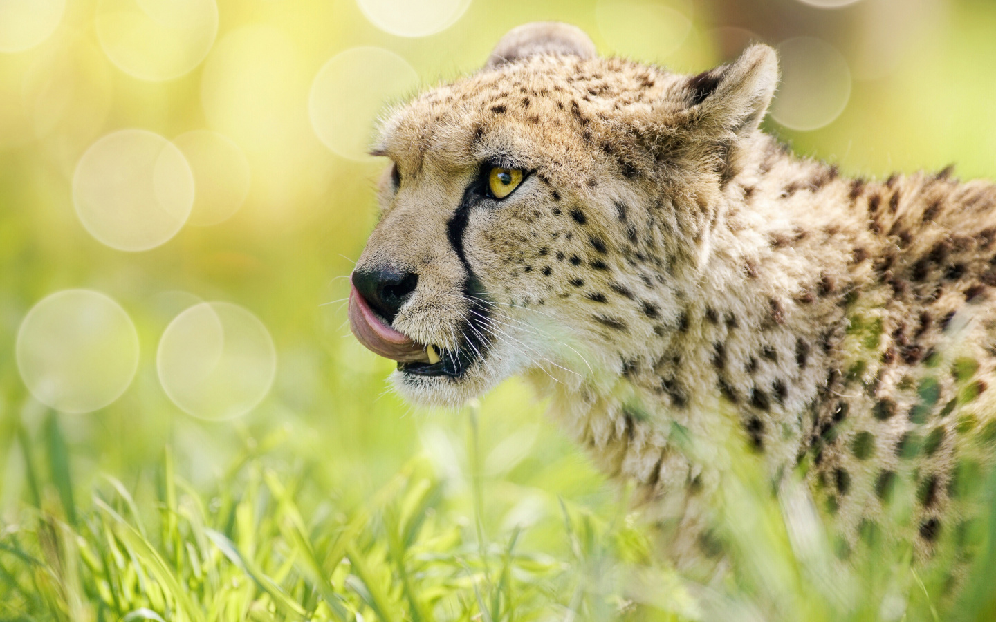 Fondo de pantalla Cheetah Feline in Lewa Downs National Park 1440x900