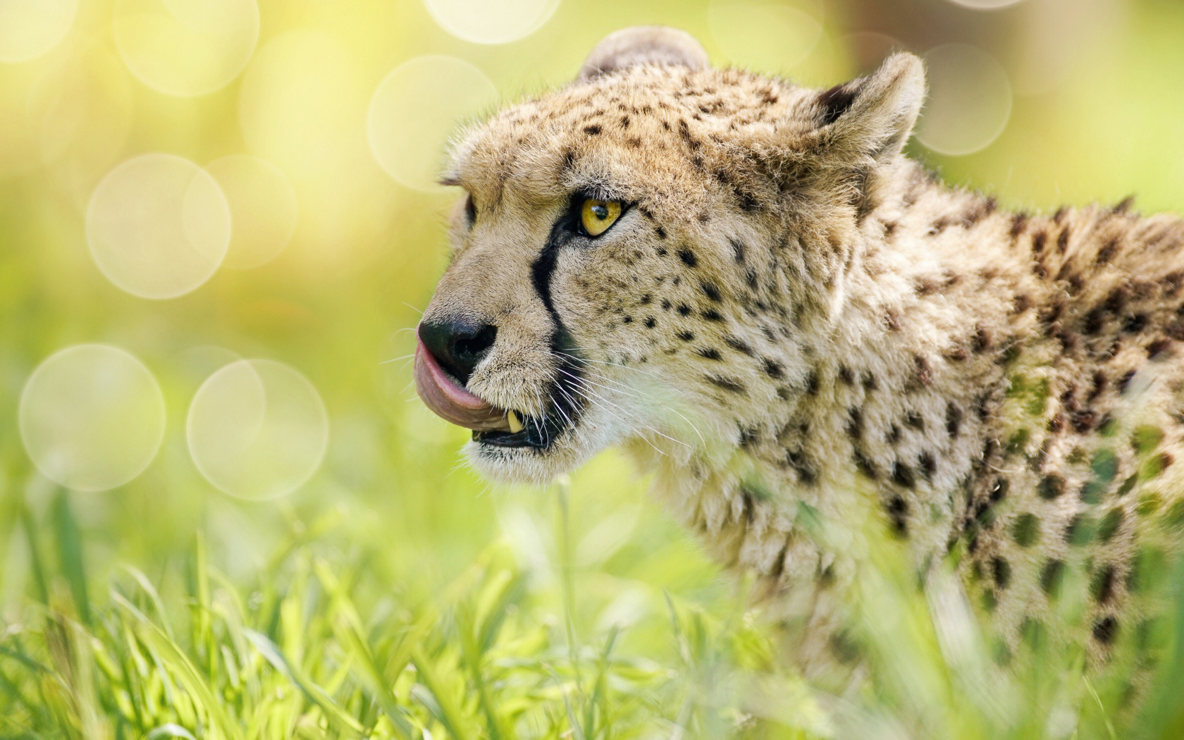 Fondo de pantalla Cheetah Feline in Lewa Downs National Park 1680x1050