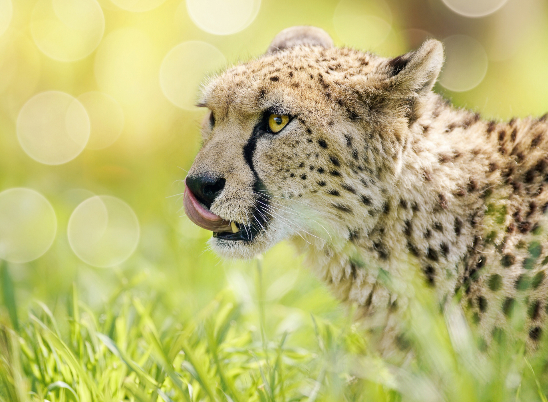 Fondo de pantalla Cheetah Feline in Lewa Downs National Park 1920x1408