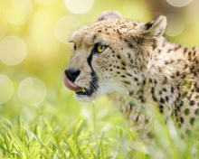 Das Cheetah Feline in Lewa Downs National Park Wallpaper 220x176