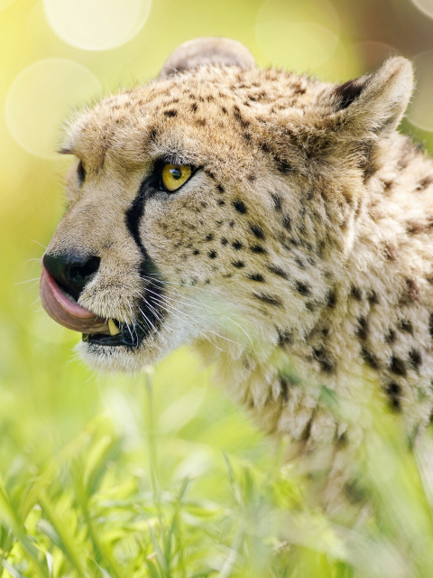Sfondi Cheetah Feline in Lewa Downs National Park 480x640