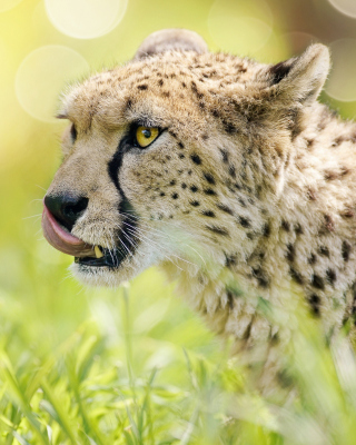 Cheetah Feline in Lewa Downs National Park - Obrázkek zdarma pro Nokia C2-02