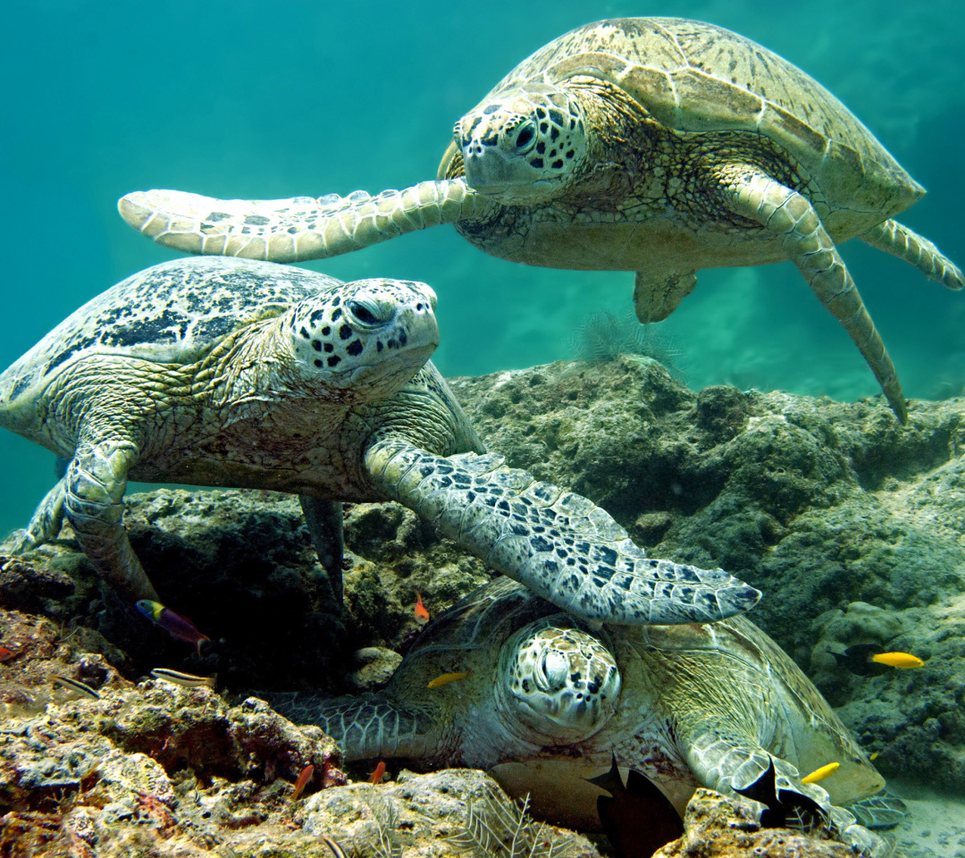 Das Underwater Sea Turtle HD Wallpaper 1080x960