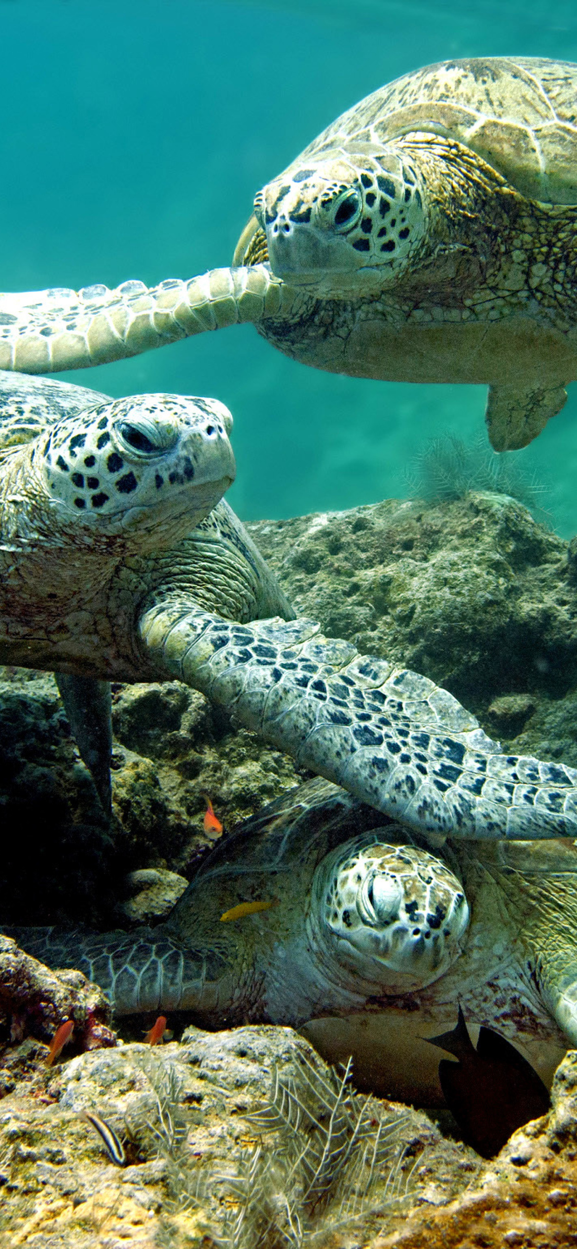 Fondo de pantalla Underwater Sea Turtle HD 1170x2532