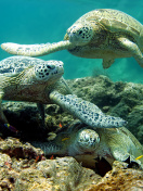 Screenshot №1 pro téma Underwater Sea Turtle HD 132x176