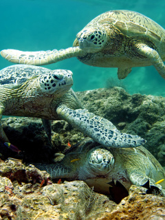 Das Underwater Sea Turtle HD Wallpaper 240x320