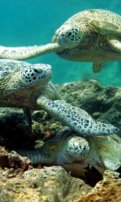 Обои Underwater Sea Turtle HD 240x400