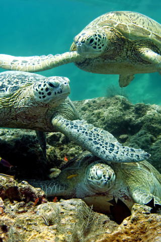 Underwater Sea Turtle HD wallpaper 320x480