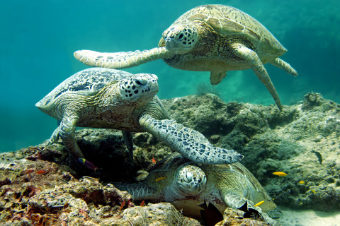 Underwater Sea Turtle HD wallpaper 480x320