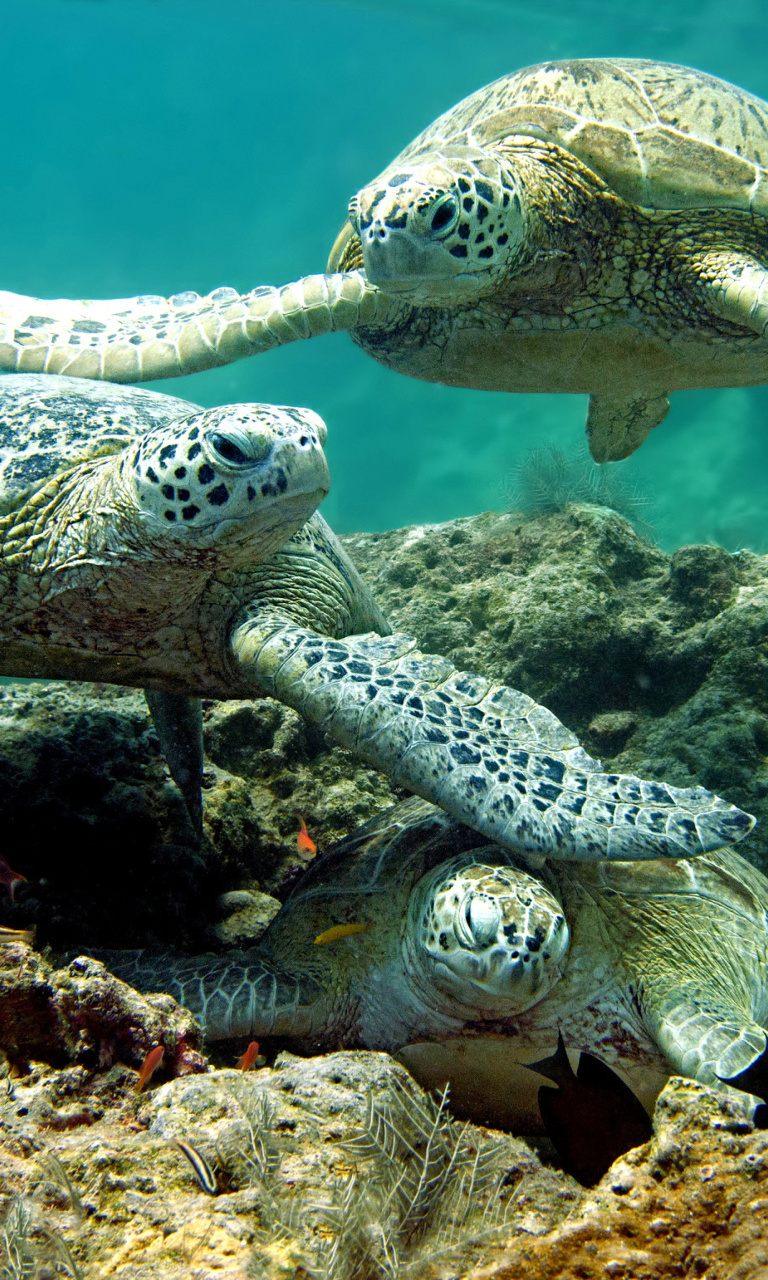 Sfondi Underwater Sea Turtle HD 768x1280