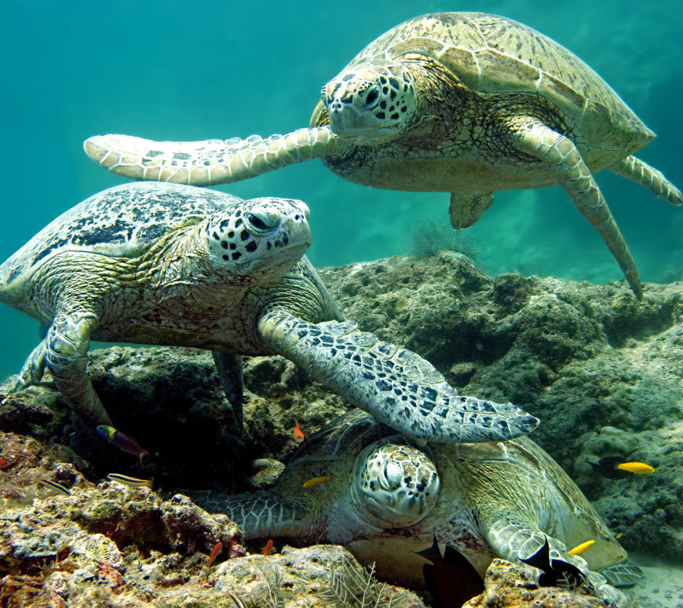 Fondo de pantalla Underwater Sea Turtle HD 960x854