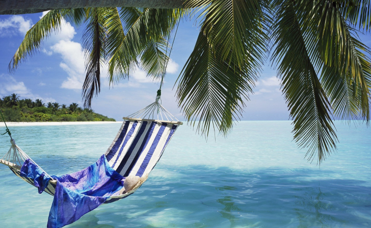 Sfondi Hammock Under Palm Tree