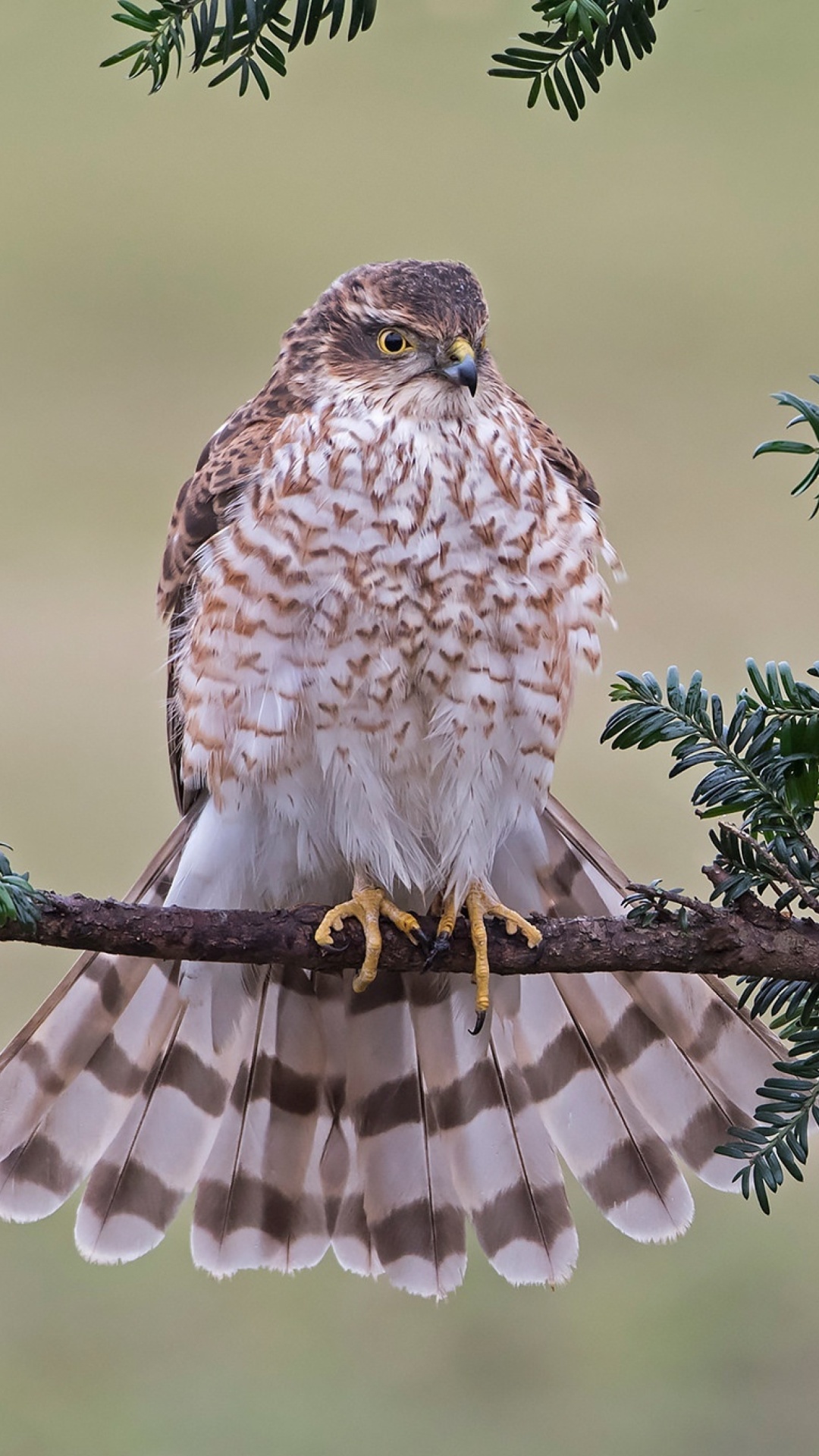 Обои Hawk, Sparrowhawk 1080x1920