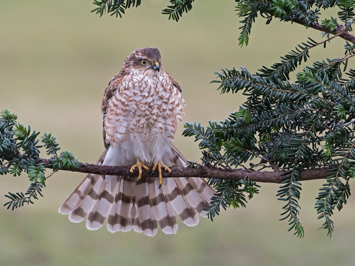 Hawk, Sparrowhawk wallpaper 1152x864