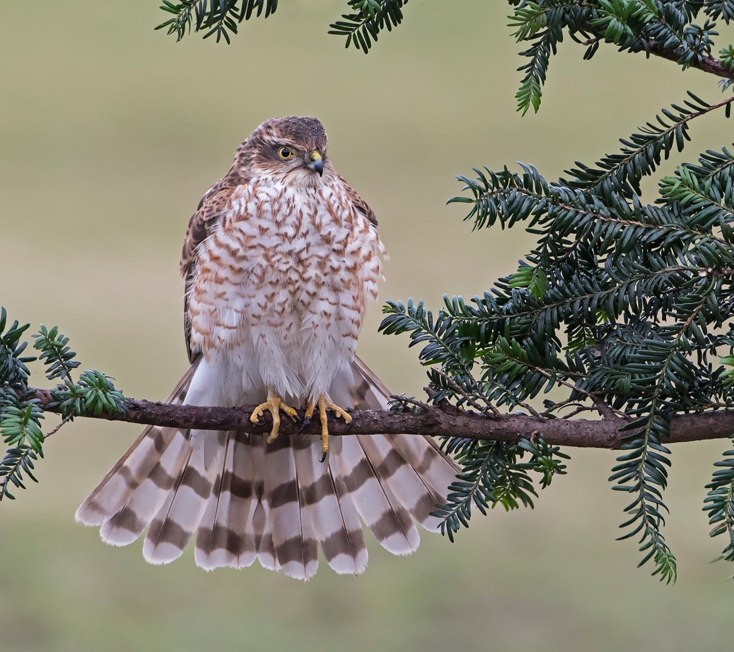 Sfondi Hawk, Sparrowhawk 1440x1280