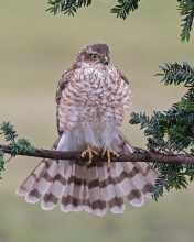 Обои Hawk, Sparrowhawk 176x220