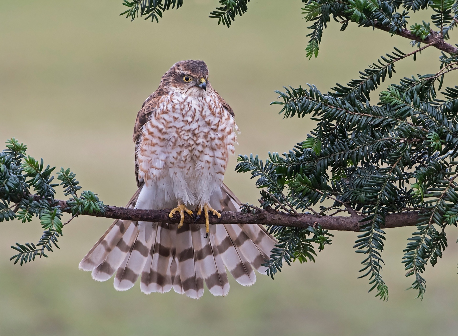 Sfondi Hawk, Sparrowhawk 1920x1408