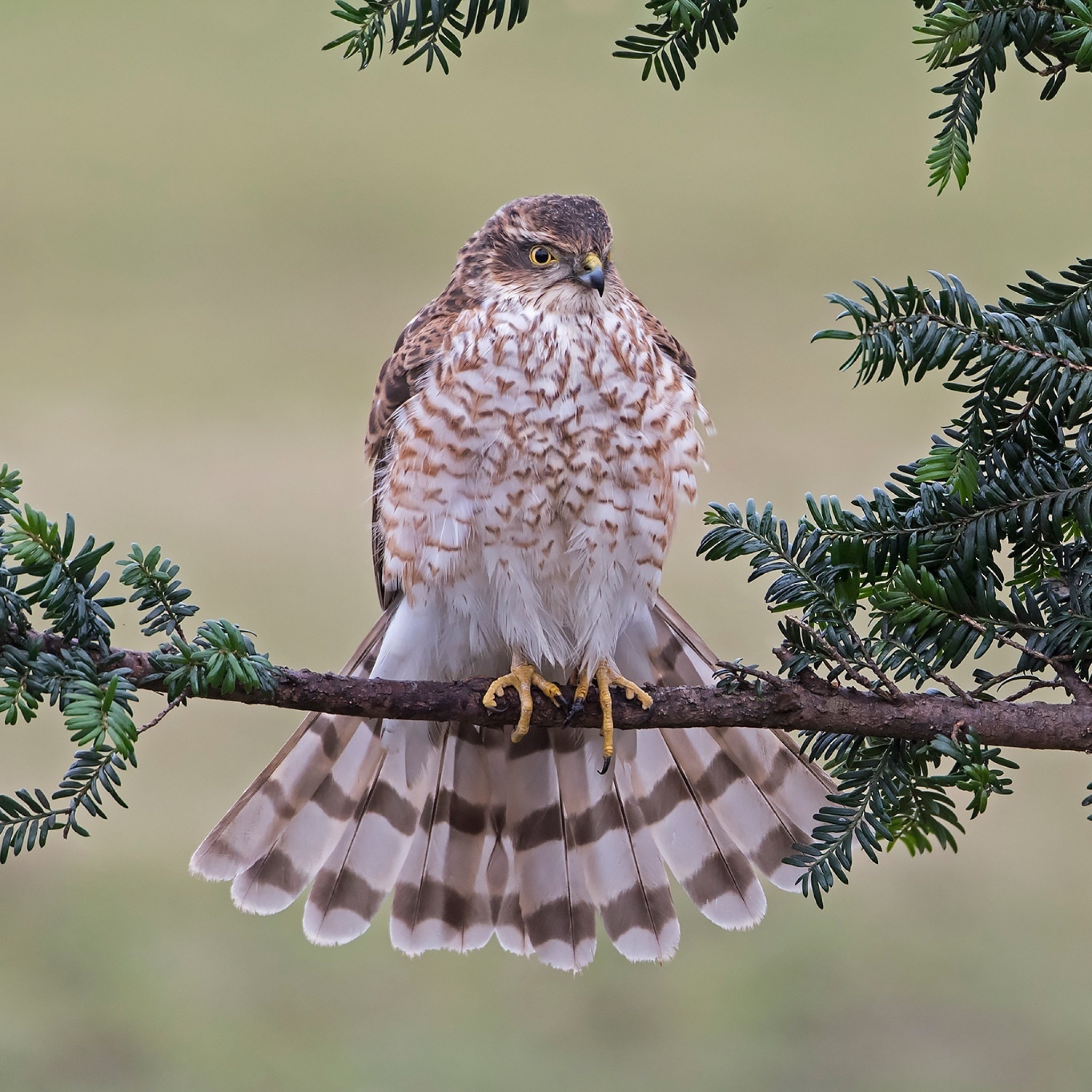Обои Hawk, Sparrowhawk 2048x2048