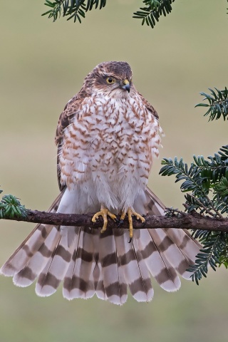 Sfondi Hawk, Sparrowhawk 320x480