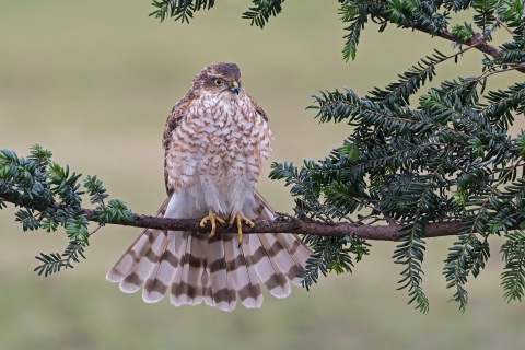 Das Hawk, Sparrowhawk Wallpaper 480x320