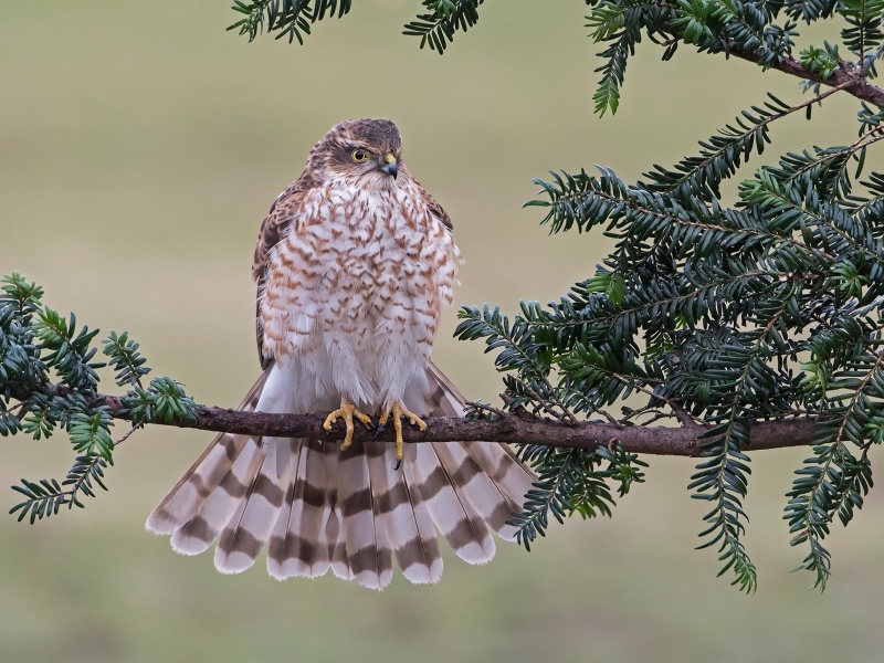 Hawk, Sparrowhawk screenshot #1 800x600