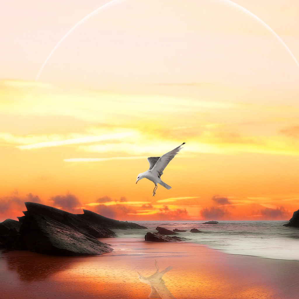 Seagull At Sunset wallpaper 1024x1024