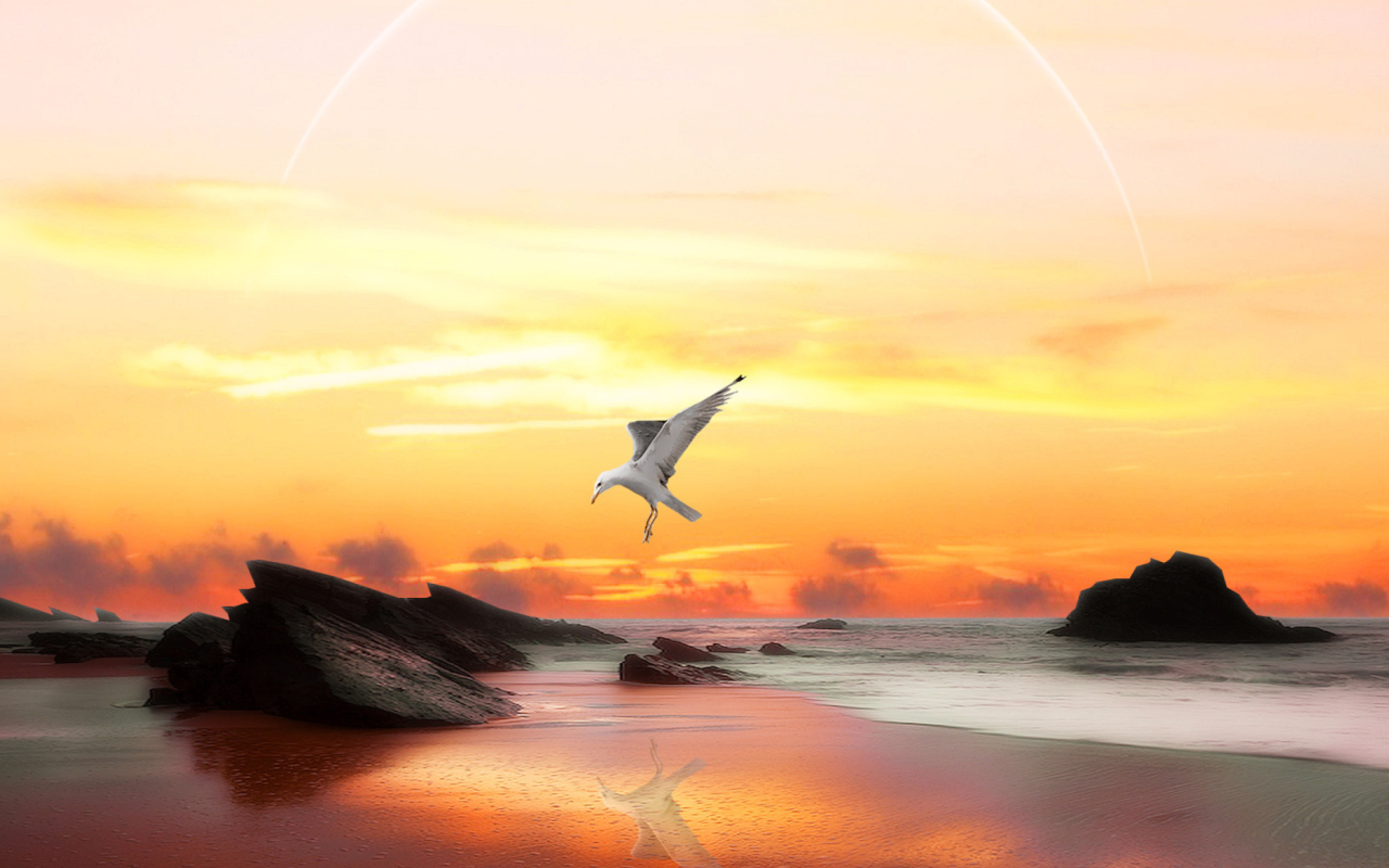 Das Seagull At Sunset Wallpaper 1280x800
