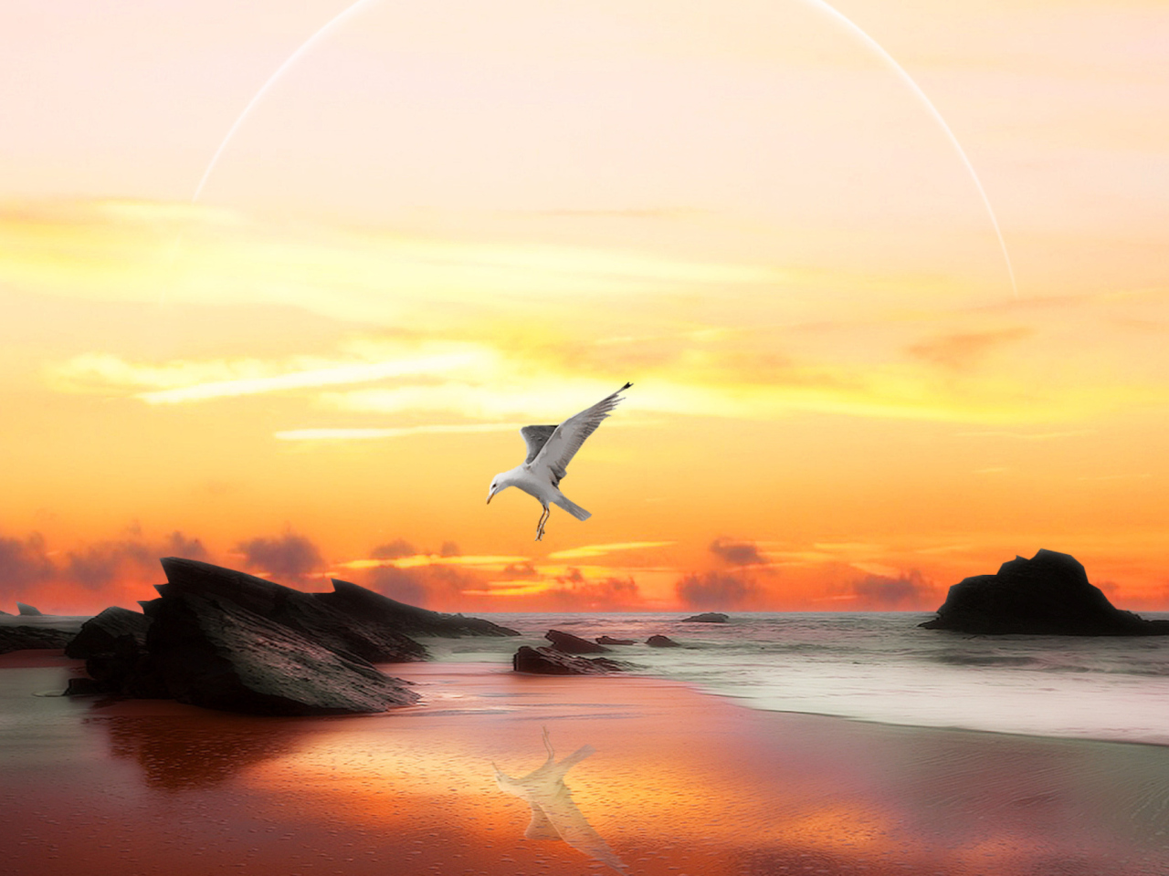 Обои Seagull At Sunset 1280x960