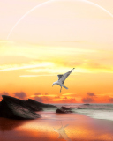 Das Seagull At Sunset Wallpaper 128x160