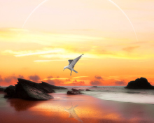 Sfondi Seagull At Sunset 220x176