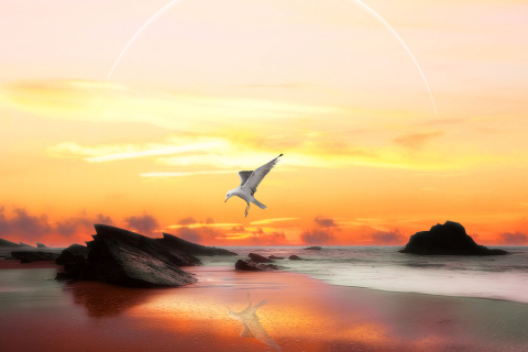 Обои Seagull At Sunset 480x320