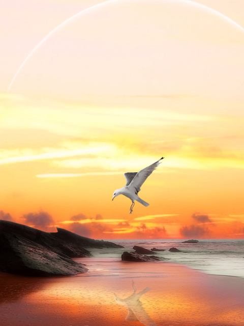 Seagull At Sunset wallpaper 480x640