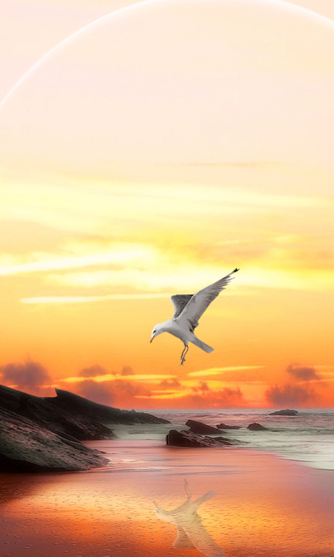 Sfondi Seagull At Sunset 480x800