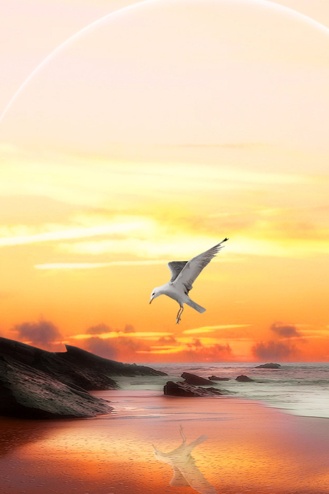 Das Seagull At Sunset Wallpaper 640x960