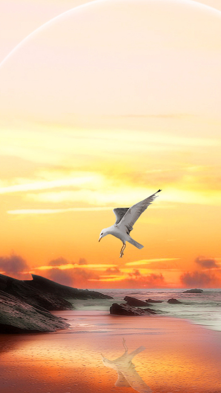 Sfondi Seagull At Sunset 750x1334