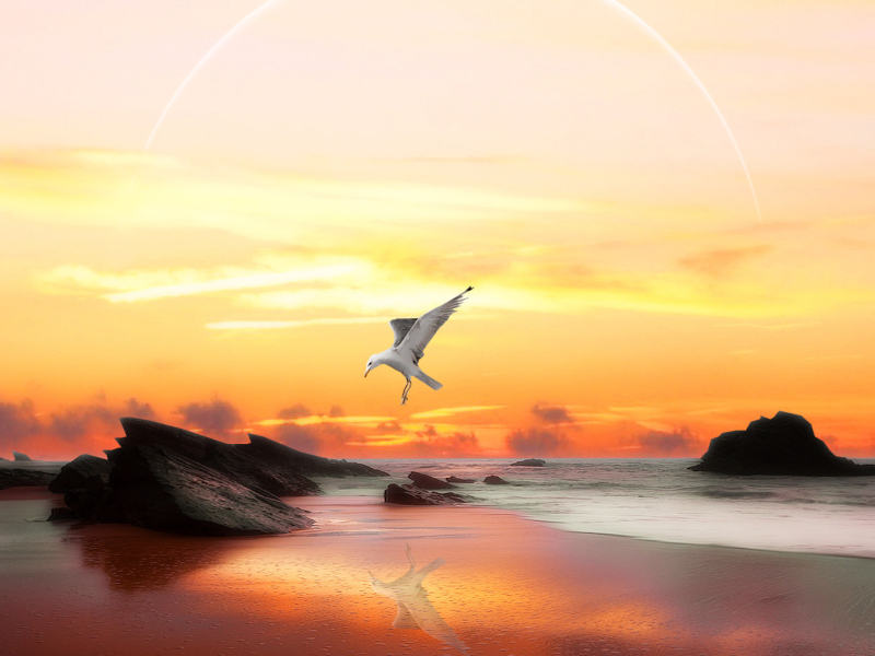Seagull At Sunset wallpaper 800x600