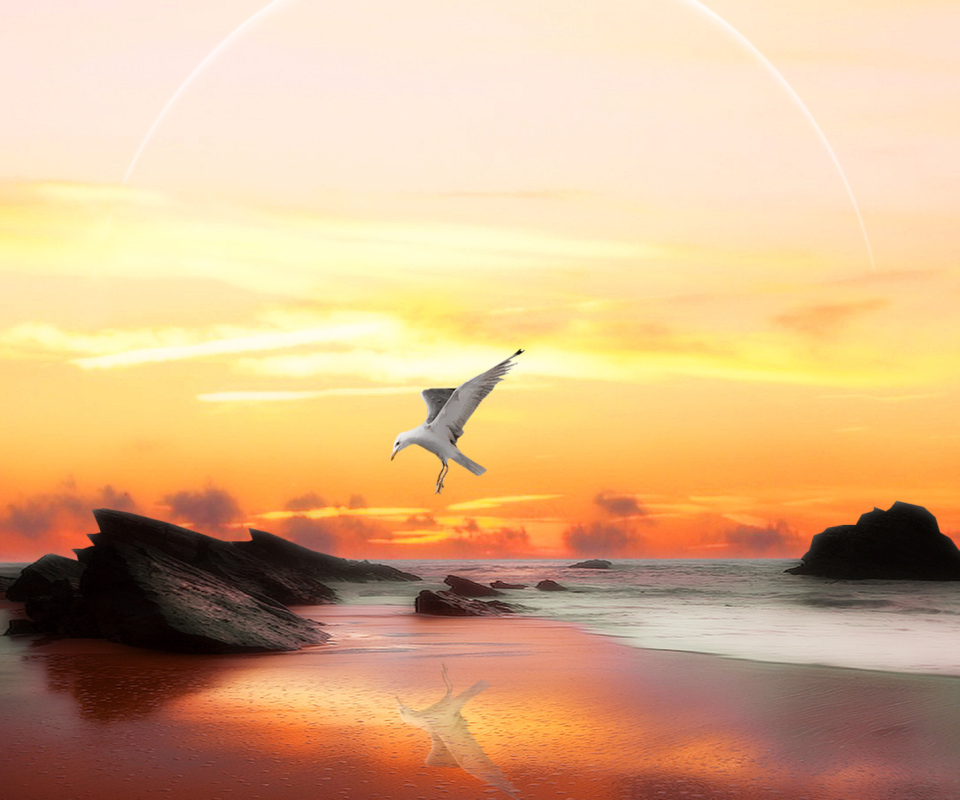 Обои Seagull At Sunset 960x800