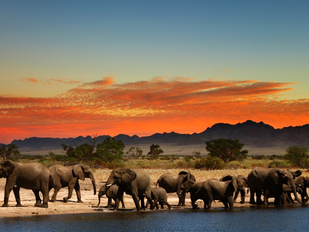 Das Herd of elephants Safari Wallpaper 1024x768